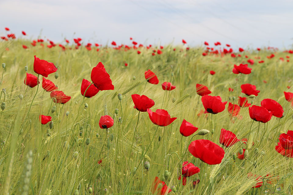 red flowers